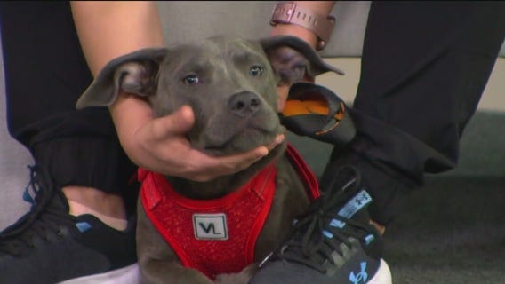 Silent Night pet foster program