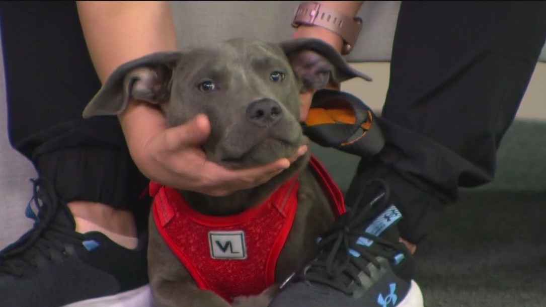 Silent Night pet foster program