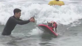 Incredible Dog Challenge 2025