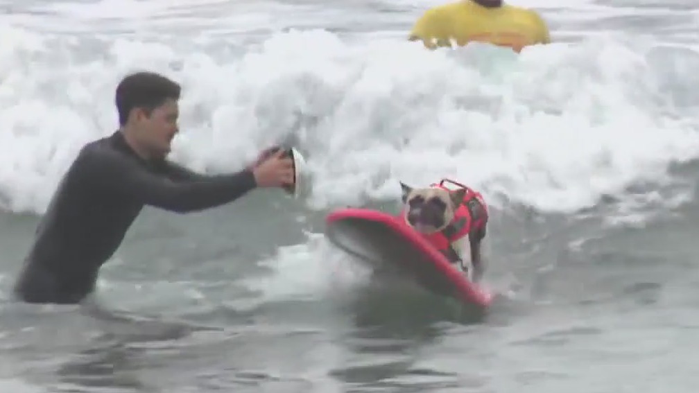 Incredible Dog Challenge 2025