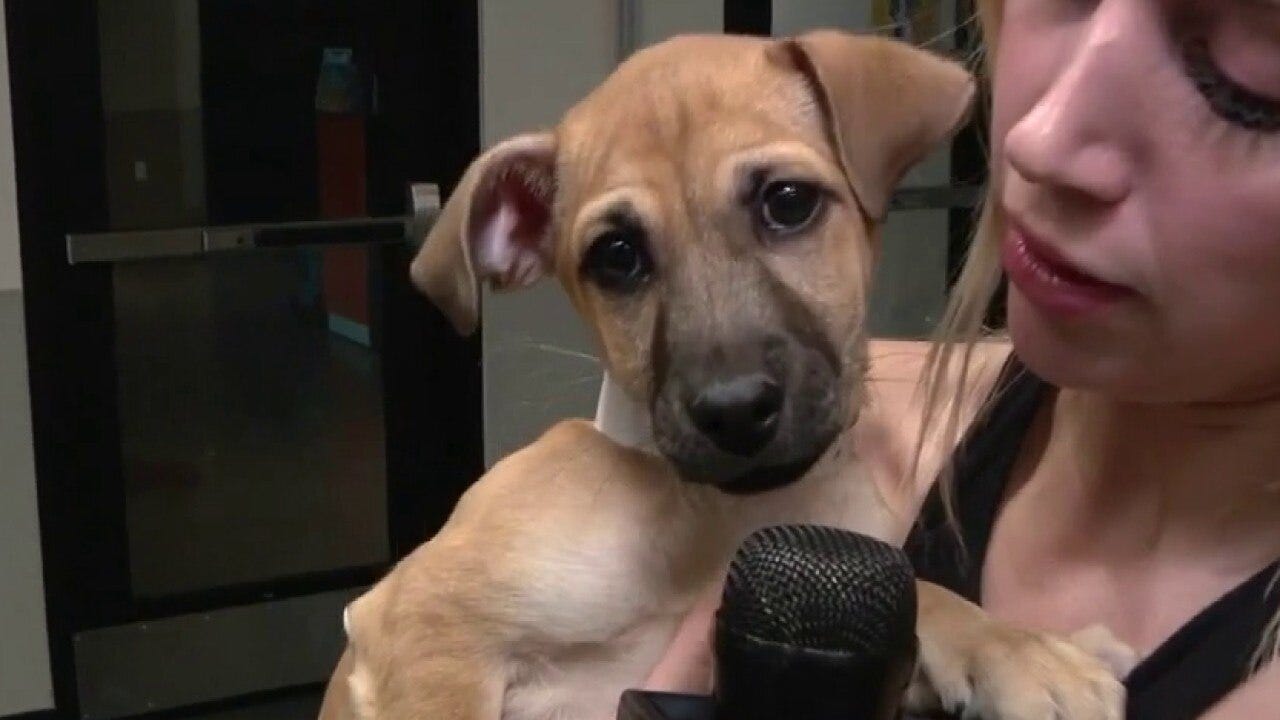 How special training courses deepen the human-canine connection