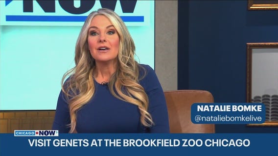 It may look like a cat, but it is not a cat