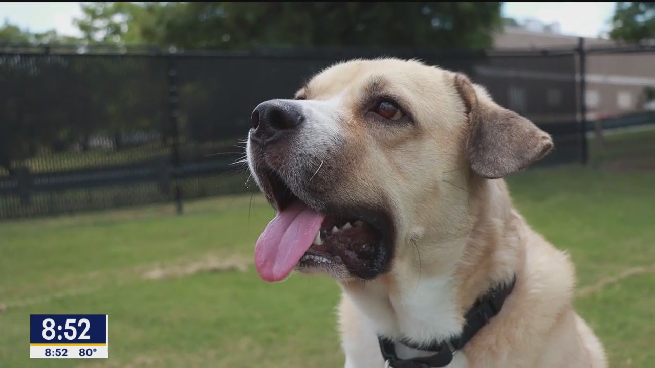 Pet of the day: Boogie