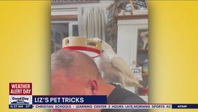 Liz's Pet Tricks for Tuesday, December 20