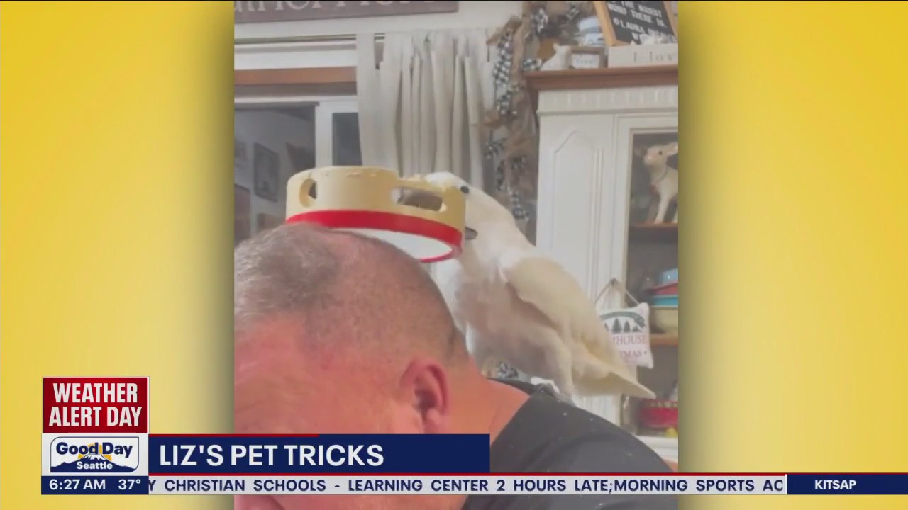 Liz's Pet Tricks for Tuesday, December 20