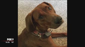 Dog controversy goes to East Bethel City Council