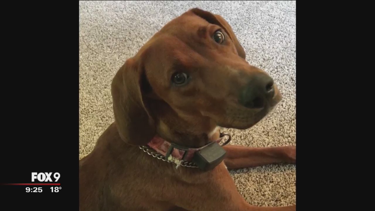 Dog controversy goes to East Bethel City Council