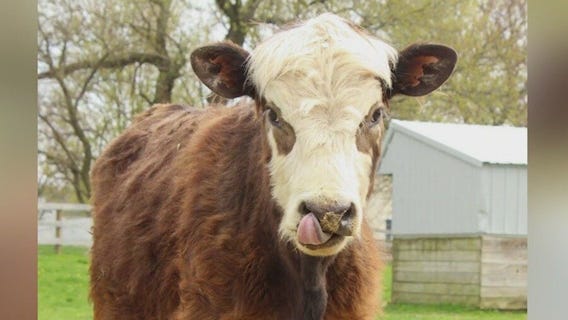 Niles senior prank cow now at McHenry animal sanctuary