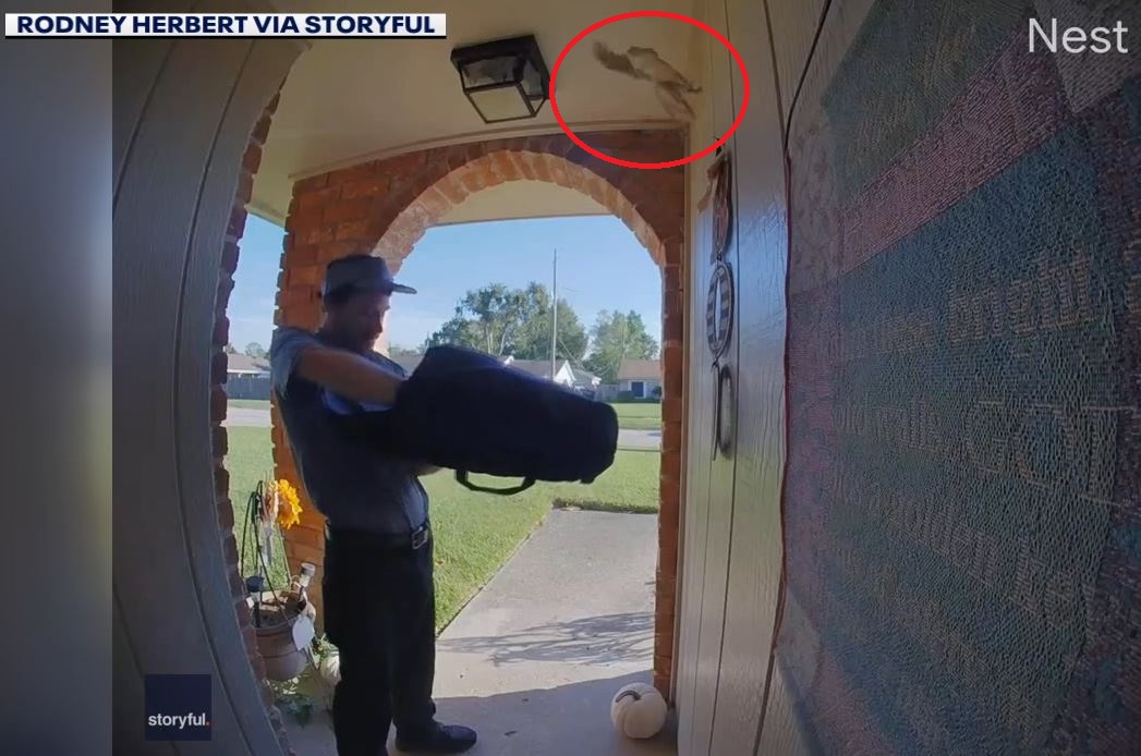 WATCH: Squirrel jumps into house during pizza delivery
