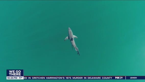 Scientists studying possible impacts of drugs abandoned in ocean on marine life