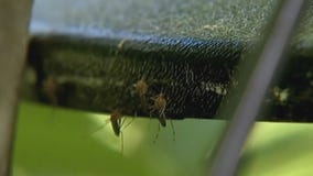 Mosquito population higher than past 3 years in MN