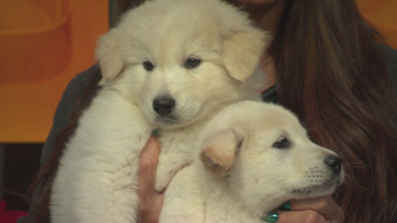 Pet Project: Whittiker and Alaska from Doggie Tahiti