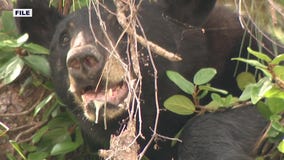WI bear attack: Why black bears attack humans