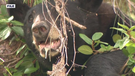 WI bear attack: Why black bears attack humans