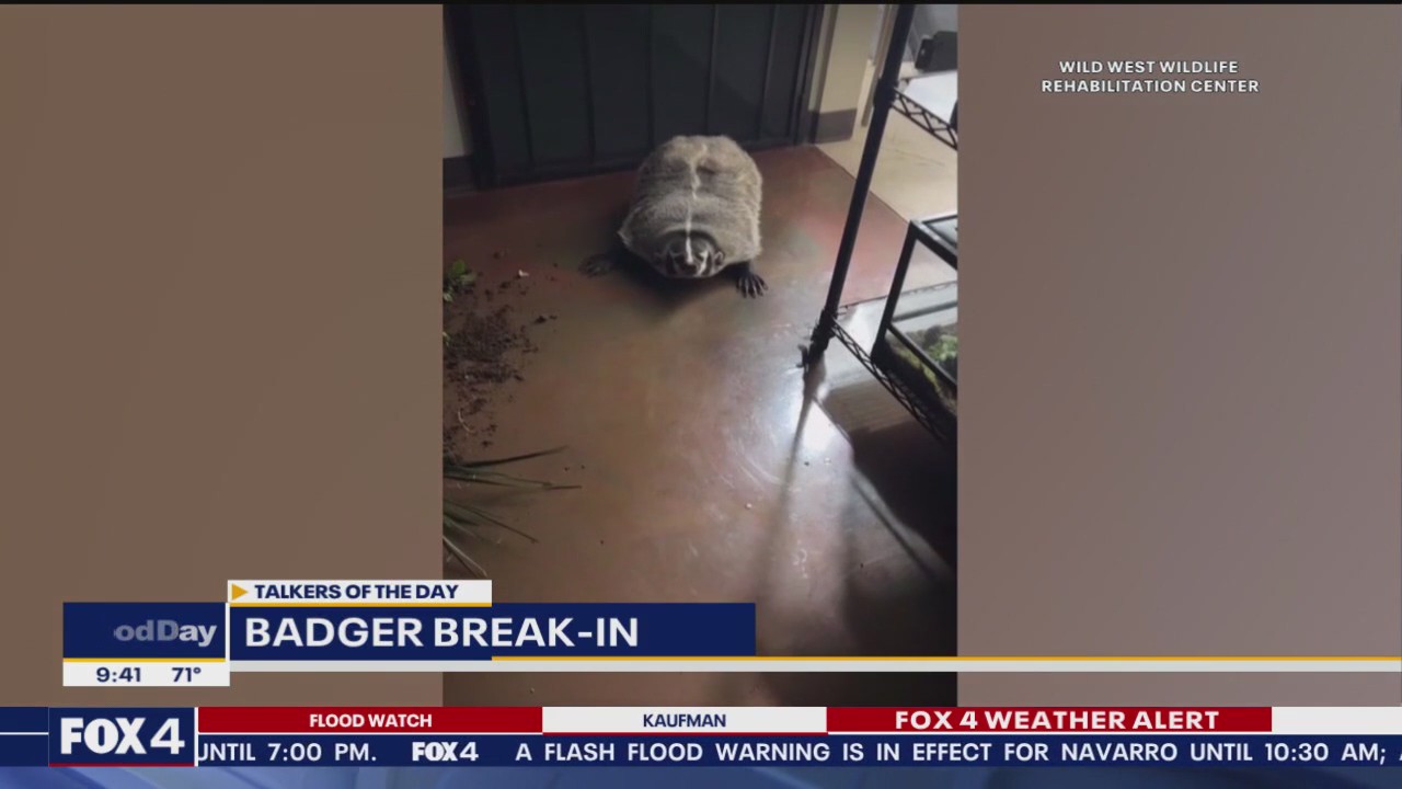 Talkers: Bat dog, badger break-out & baby opossums