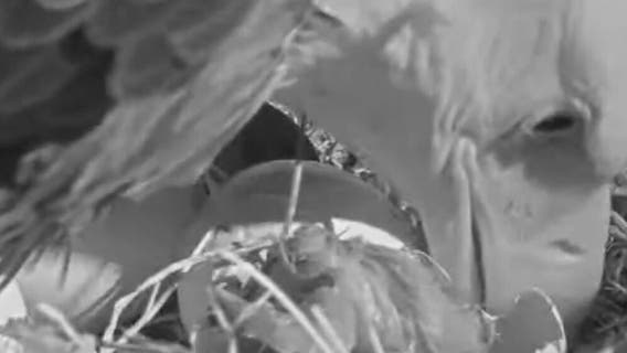 Big Bear bald eagle couple's eggs begin hatching