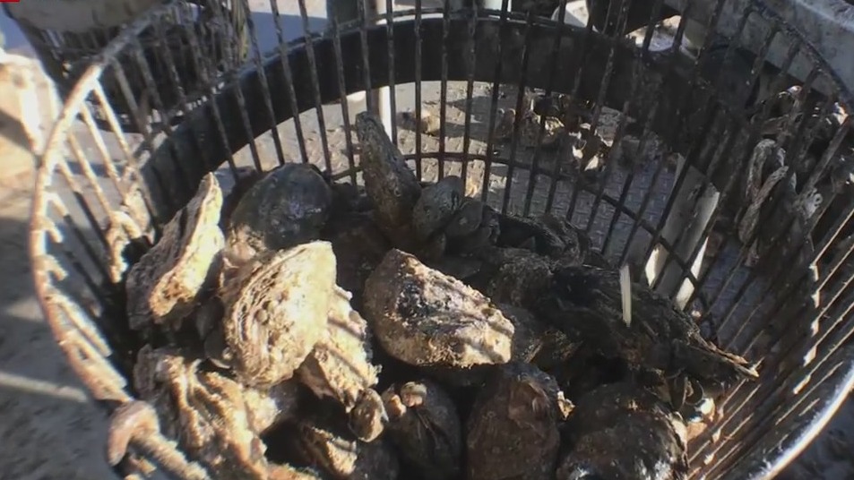 Texas oyster company recognized