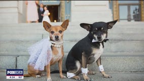 Adopted dog DNA test leads to shocking reveal