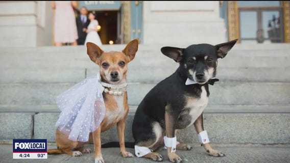 Adopted dog DNA test leads to shocking reveal