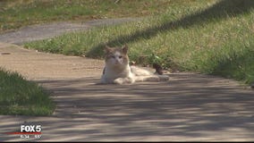 Stray cats take over Woodbridge neighborhood, residents say