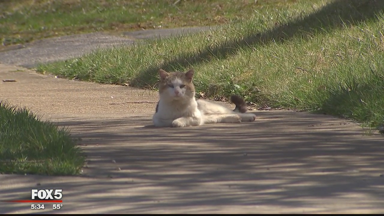 Stray cats take over Woodbridge neighborhood, residents say
