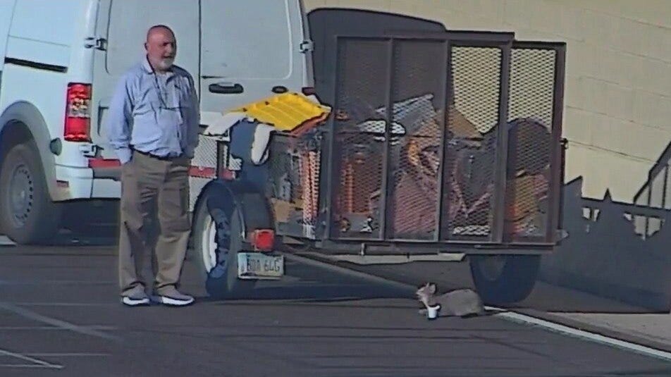 Cat rescued by Arizona trooper on Loop 101