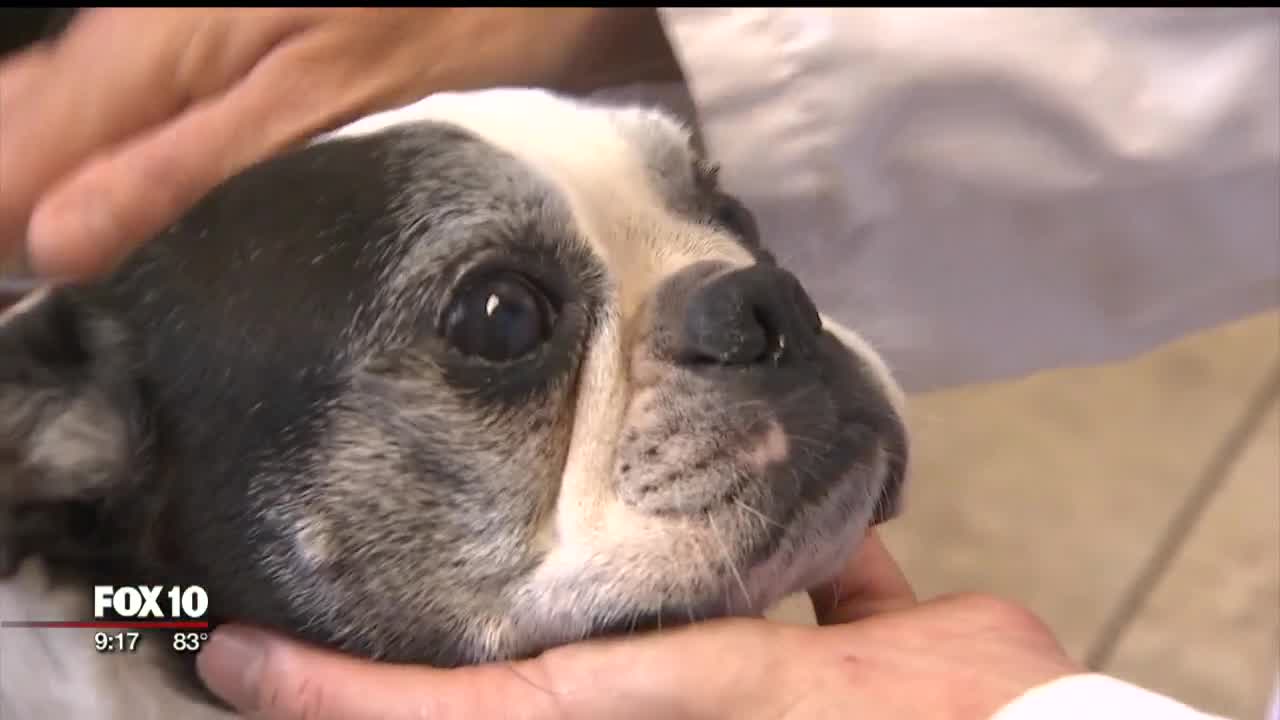 Veterinarian uses acupuncture to ease pain