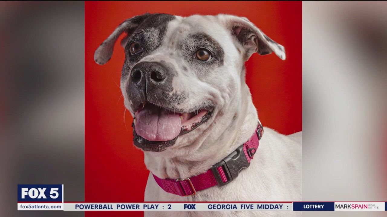 Pets of the Day from Furkids