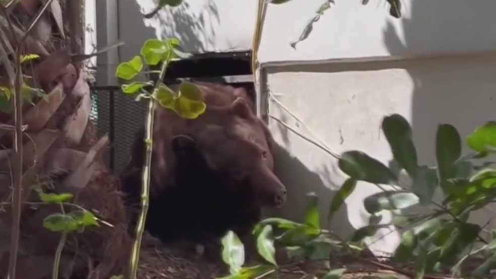Bear found living in California basement following wildfires