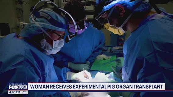 Woman receives experimental pig organ transplant