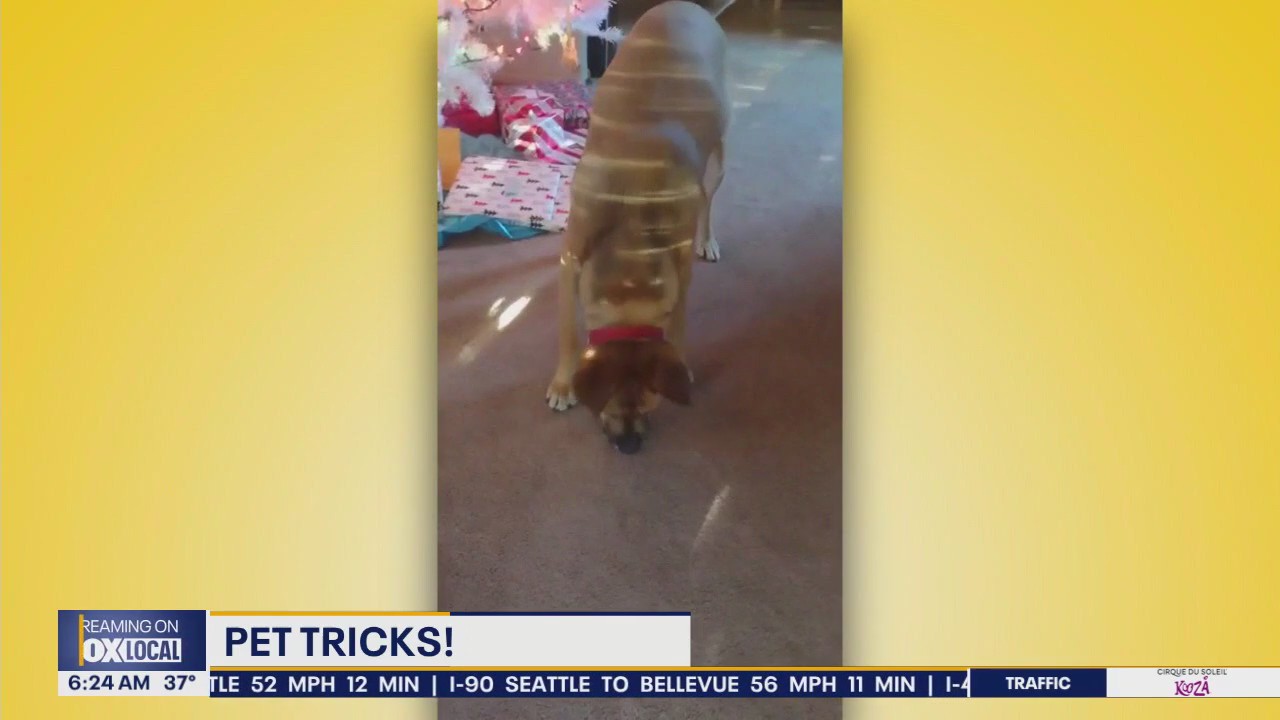 Pet Tricks for Wednesday, January 15