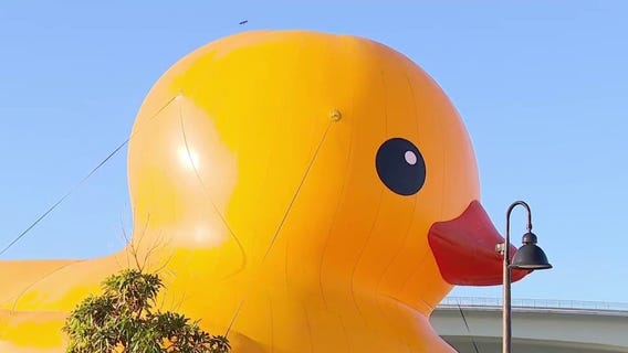 World's largest rubber duck in Clearwater