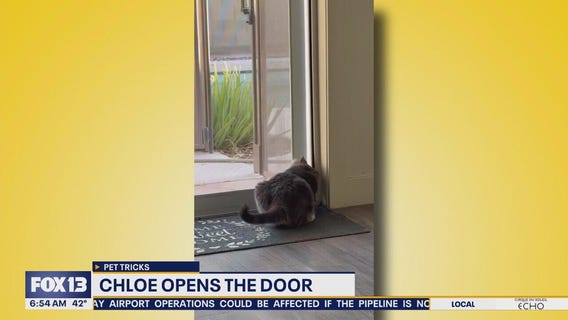 Pet Tricks for Friday, November 21