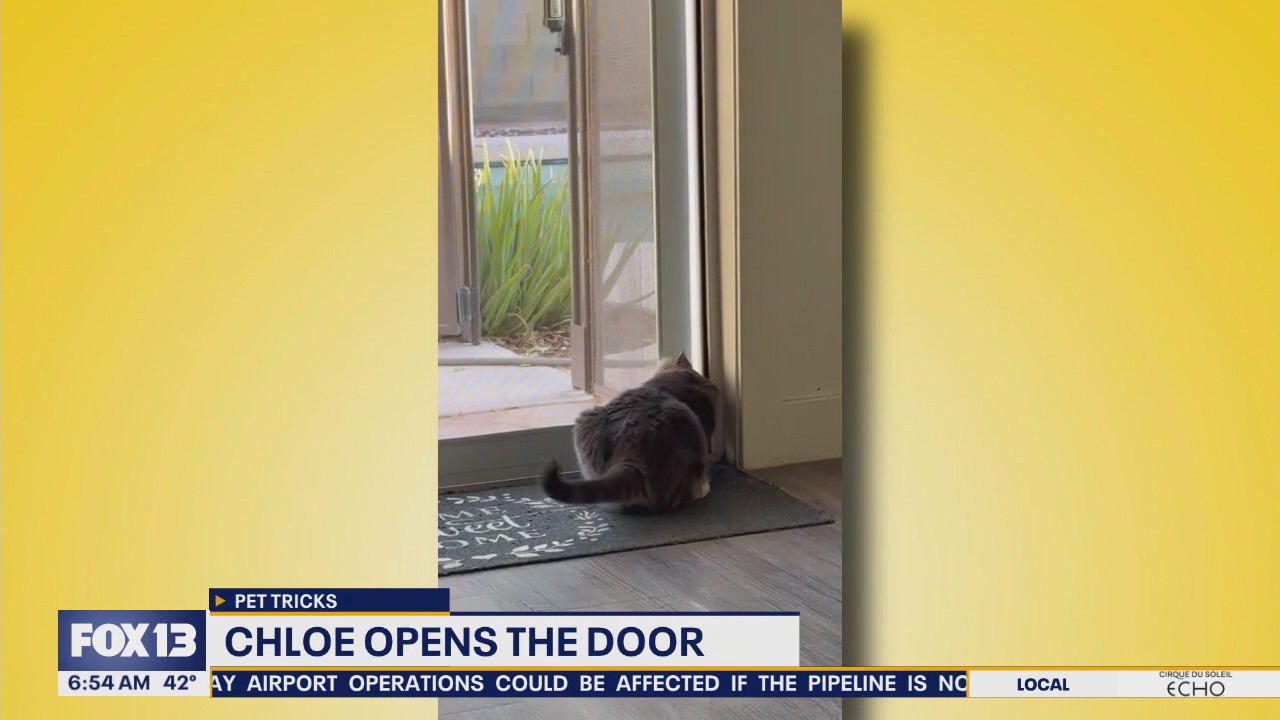 Pet Tricks for Friday, November 21