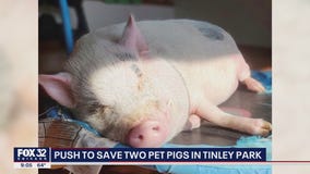 Tinley Park family fights to keep pet pigs at their home