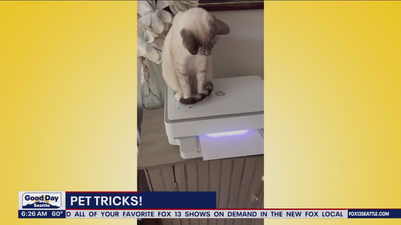 Pet Tricks for Thursday, July 20