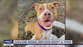 Hundreds of adoptable big dogs ready for forever homes