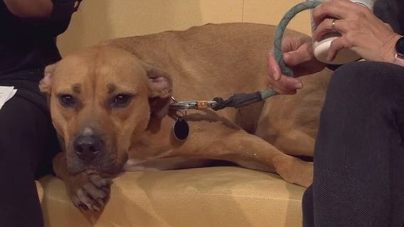 Pet of the Week: Runa from Austin Animal Center