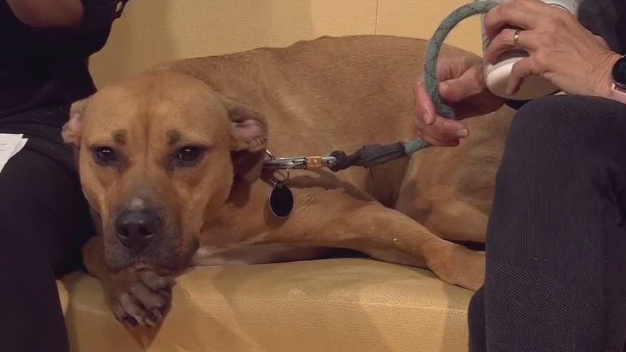 Pet of the Week: Runa from Austin Animal Center