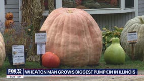 Illinois man grows largest pumpkin in the state