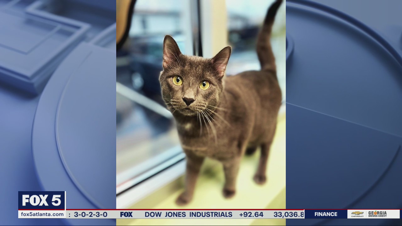 Pet of the Day from the Humane Society of Cobb County