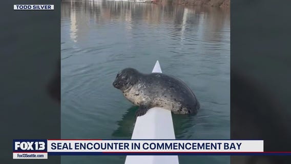 Seal says hi to rower in Tacoma
