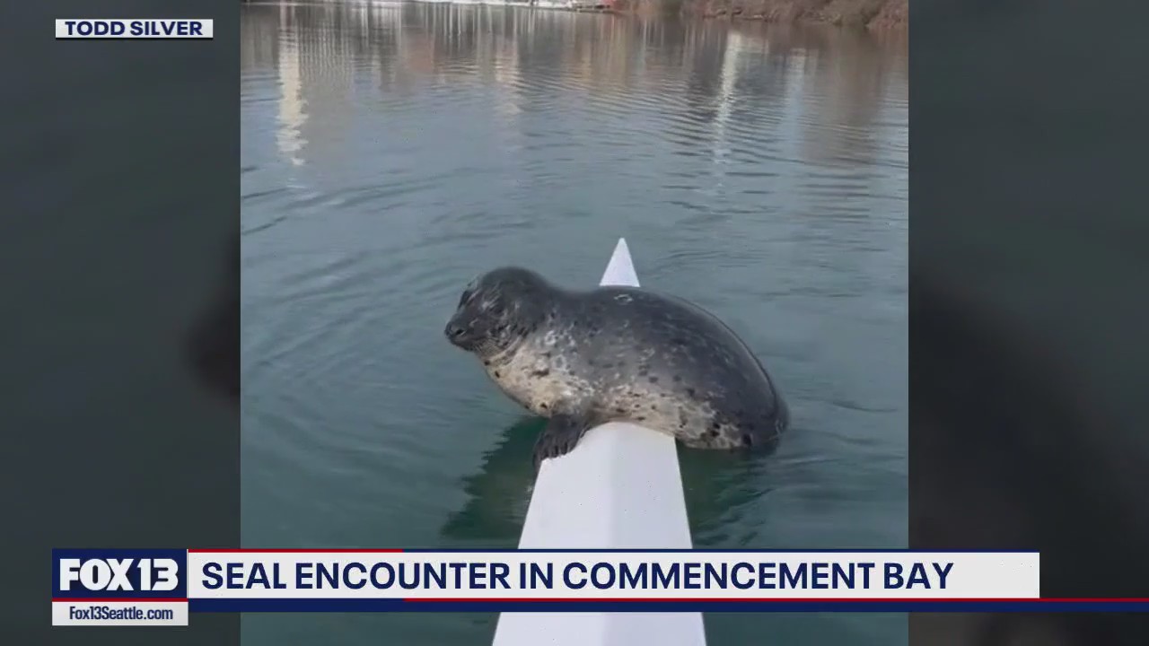 Seal says hi to rower in Tacoma