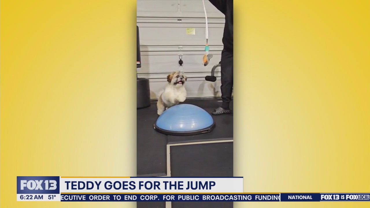 Good Day Pet Tricks for Friday, May 2