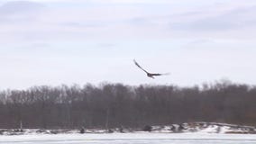 Eagles released after winter delay in MN