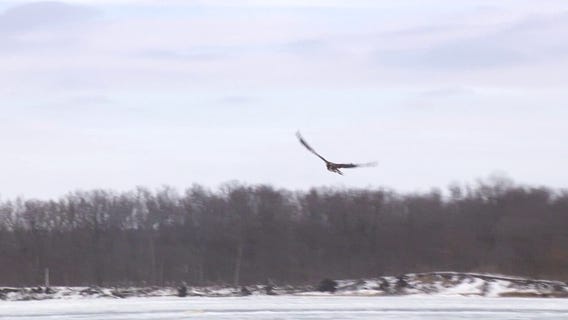 Eagles released after winter delay in MN
