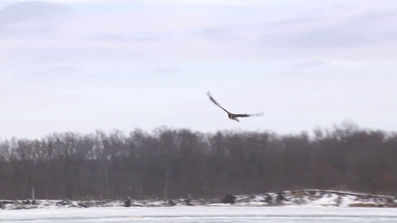 Eagles released after winter delay in MN