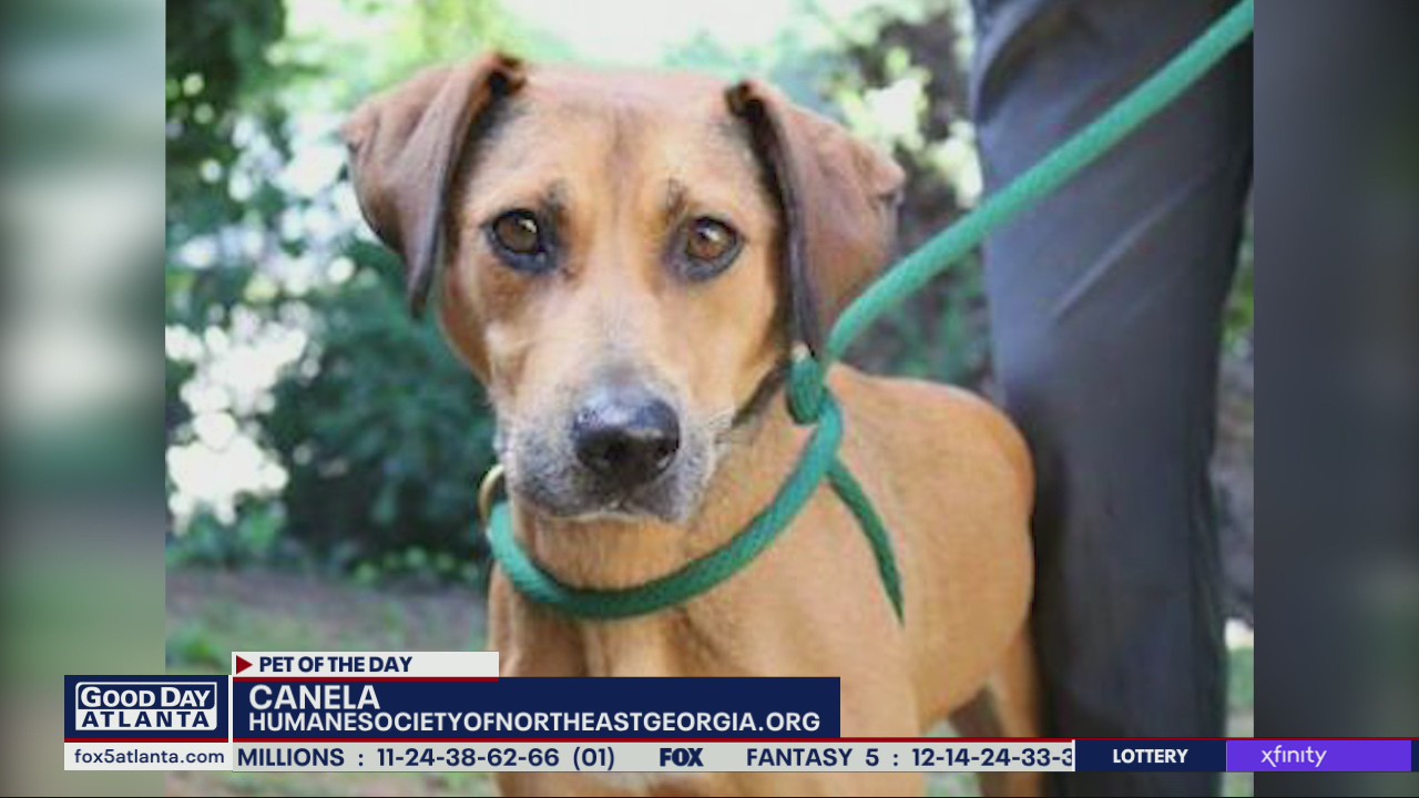 Pet of the Day from the Humane Society of Northeast Georgia