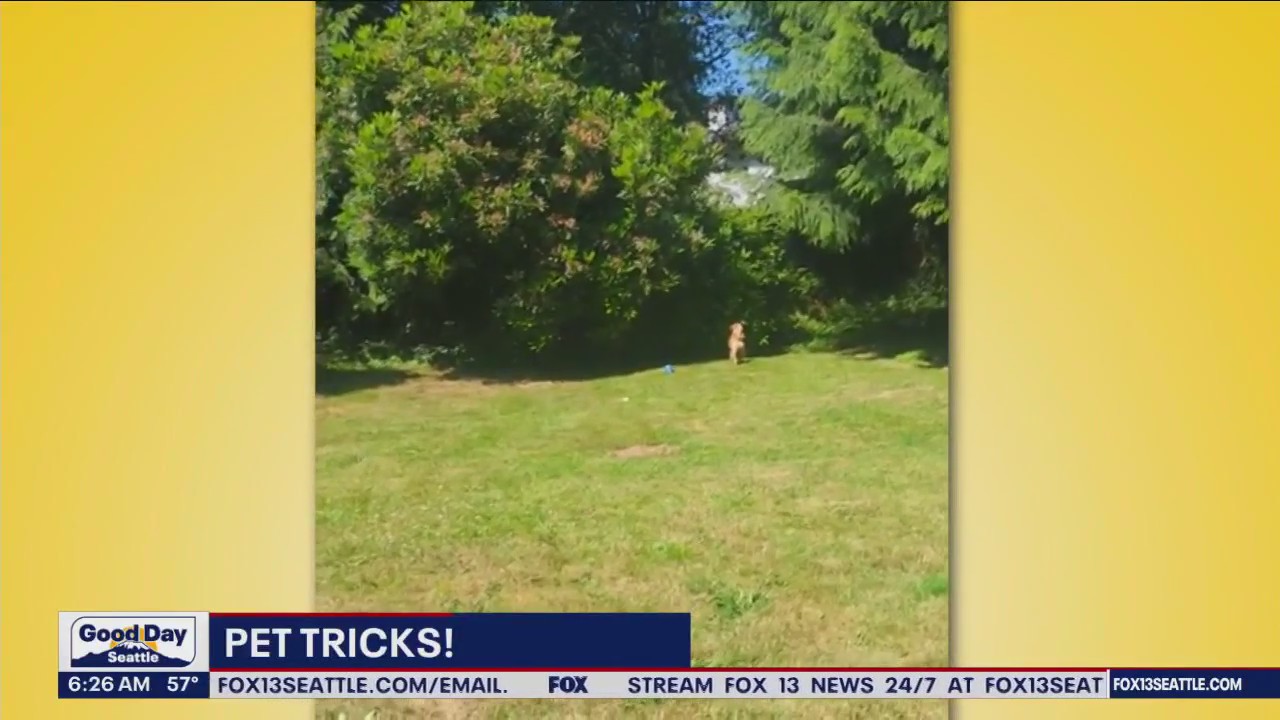 Pet Tricks for Friday, August 18