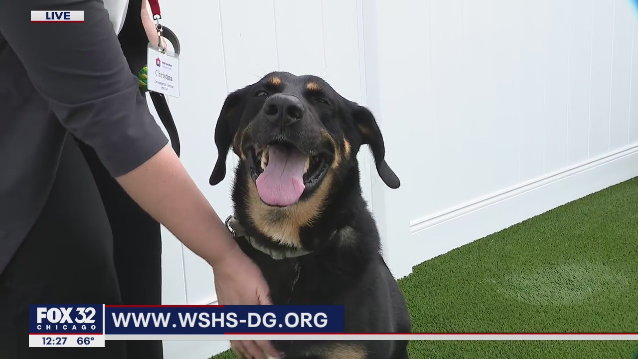 Barkapalooza goes virtual for this year's fundraiser